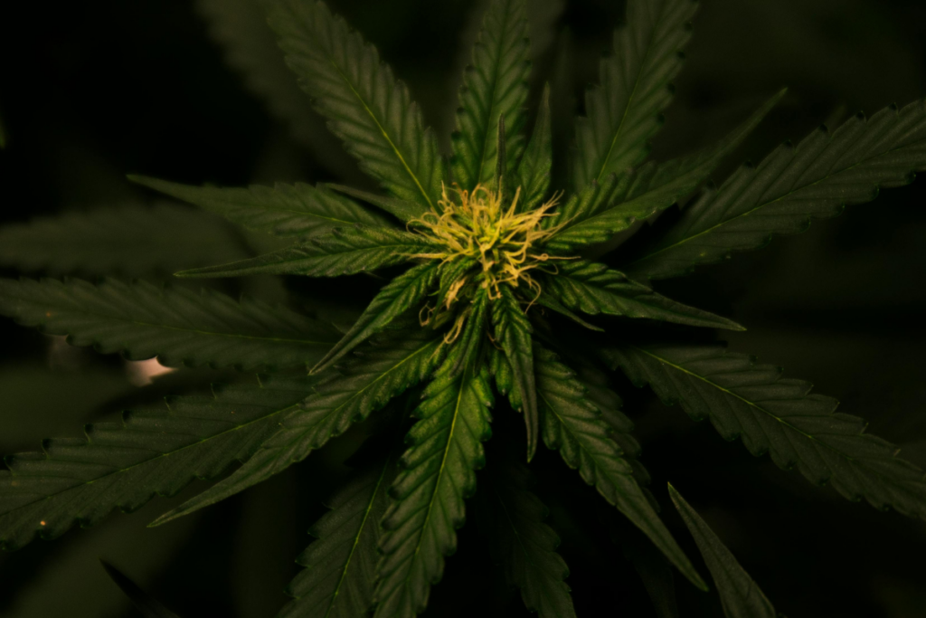 CBD-and-Cannabis-Products