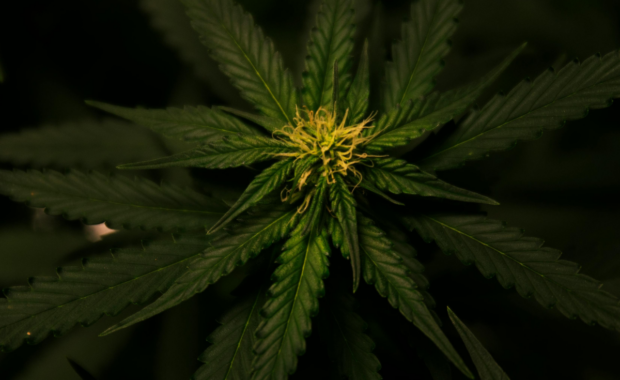 CBD-and-Cannabis-Products
